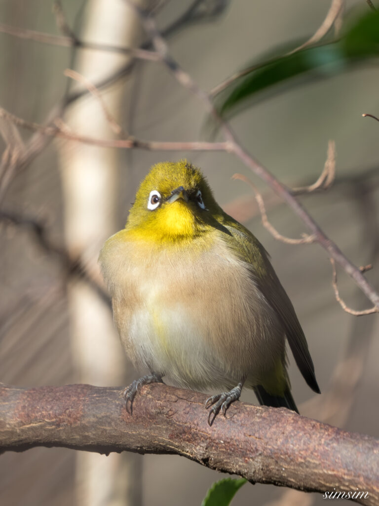 埼玉県　メジロ