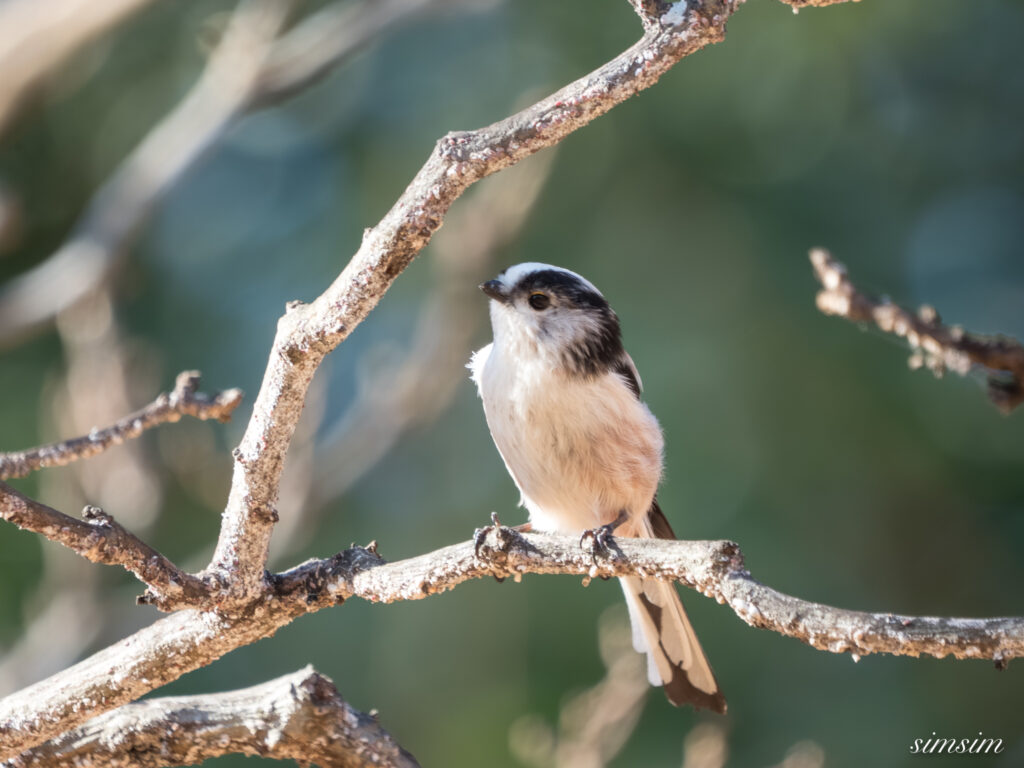 埼玉県　エナガ