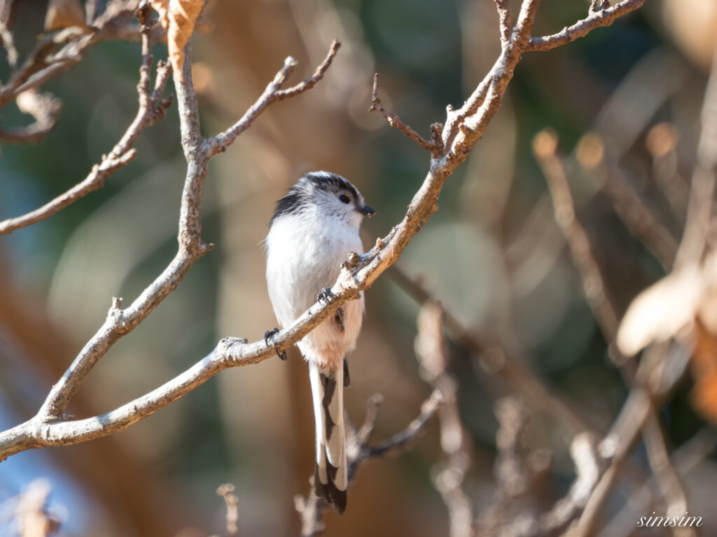 埼玉県　エナガ