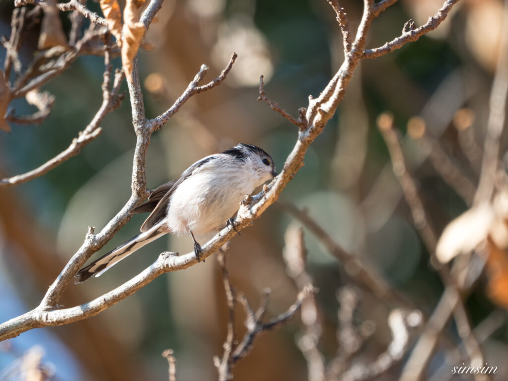 埼玉県　エナガ
