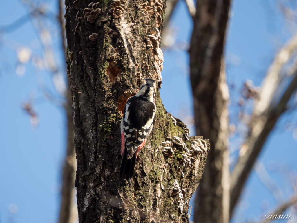 埼玉県　アカゲラ