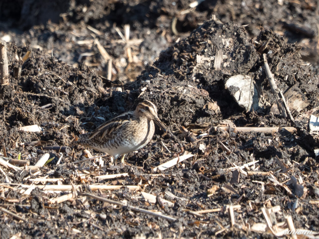 埼玉県　タシギ