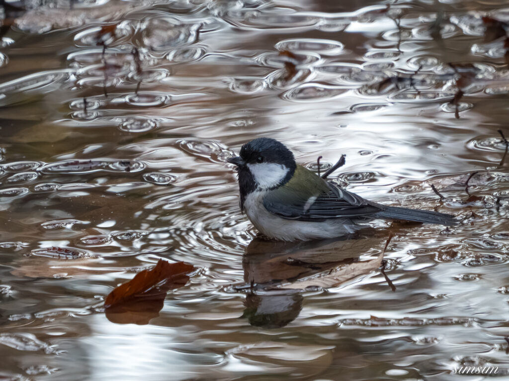 埼玉県　シジュウカラ