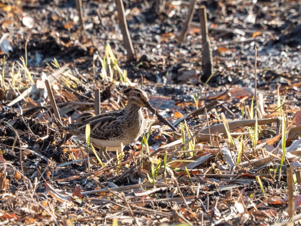 埼玉県　タシギ