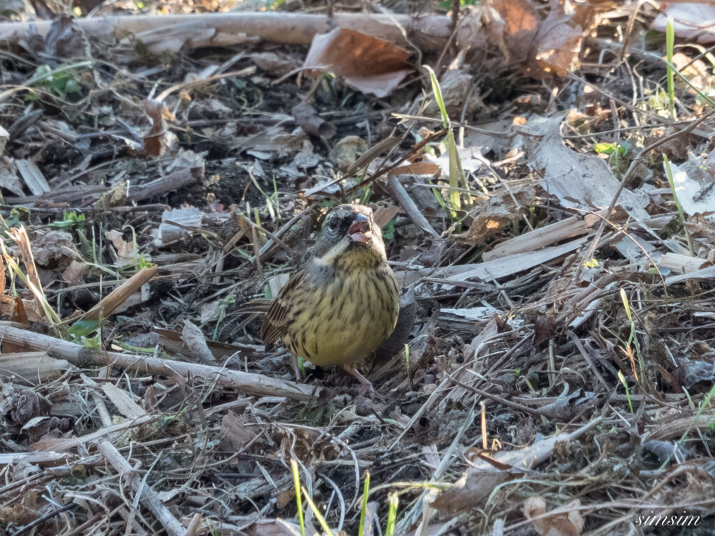埼玉県　アオジ