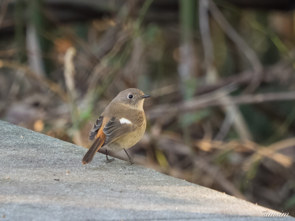 埼玉県　ジョウビタキ