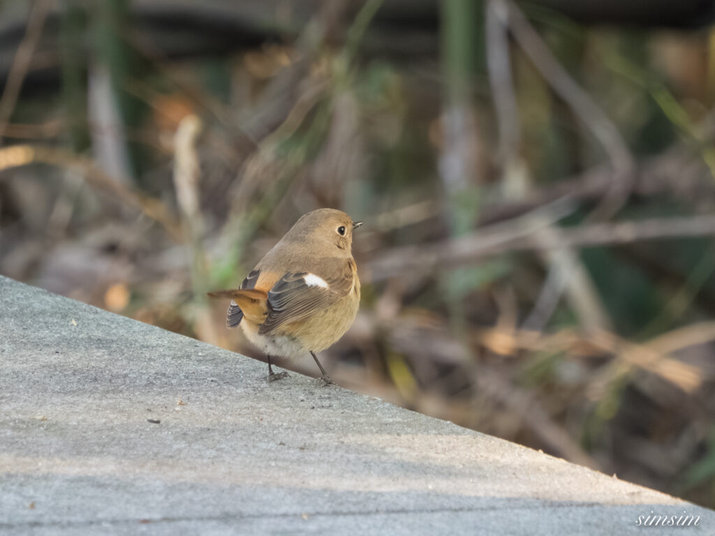埼玉県　ジョウビタキ
