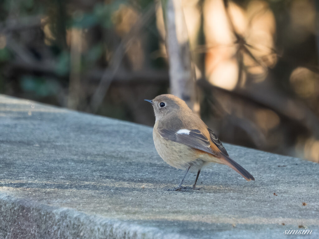 埼玉県　ジョウビタキ