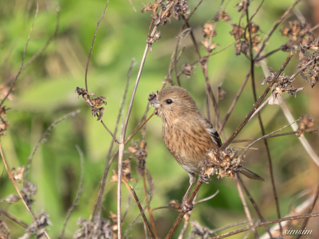 埼玉　都市公園　ベニマシコ