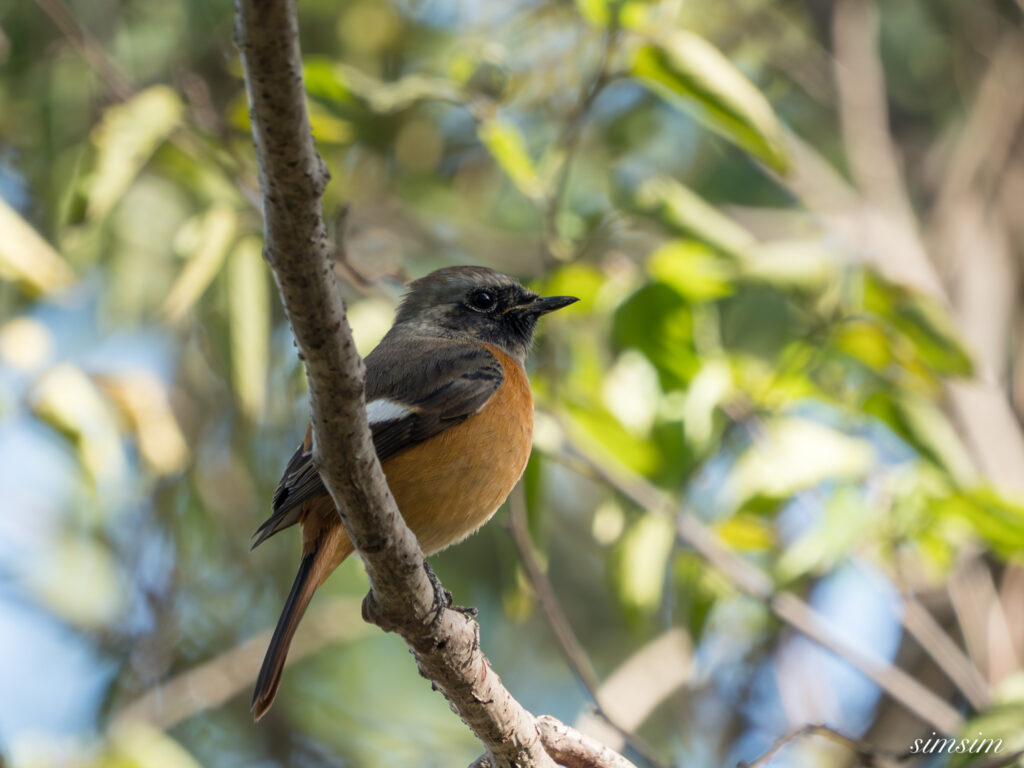 埼玉　都市公園　ジョウビタキ