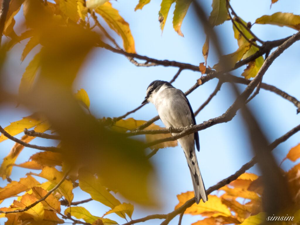 埼玉　都市公園　リュウキュウサンショウクイ