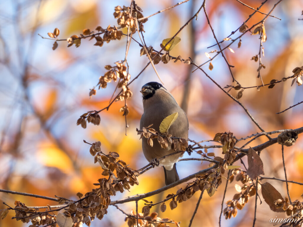 都内の公園　アカウソ