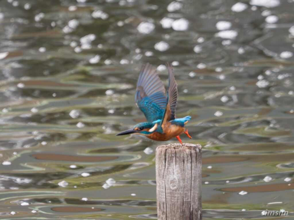都内の公園　カワセミ