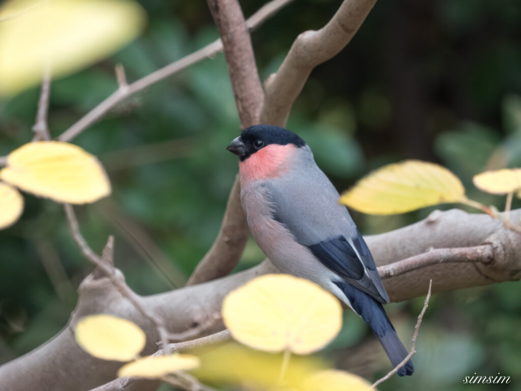 都内の公園　アカウソ