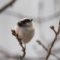 近所の公園　エナガ