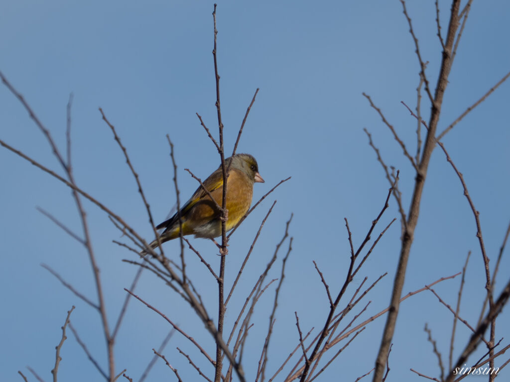 栃木　カワラヒワ