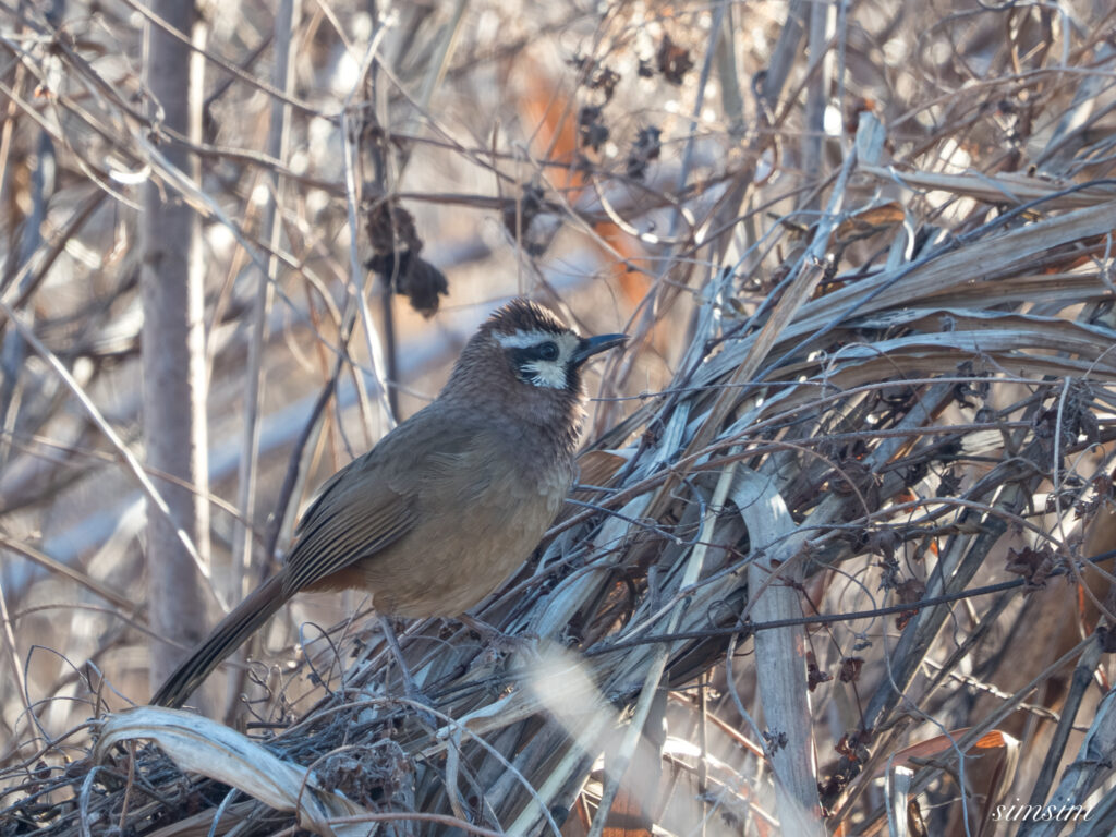 栃木　カオジロガビチョウ