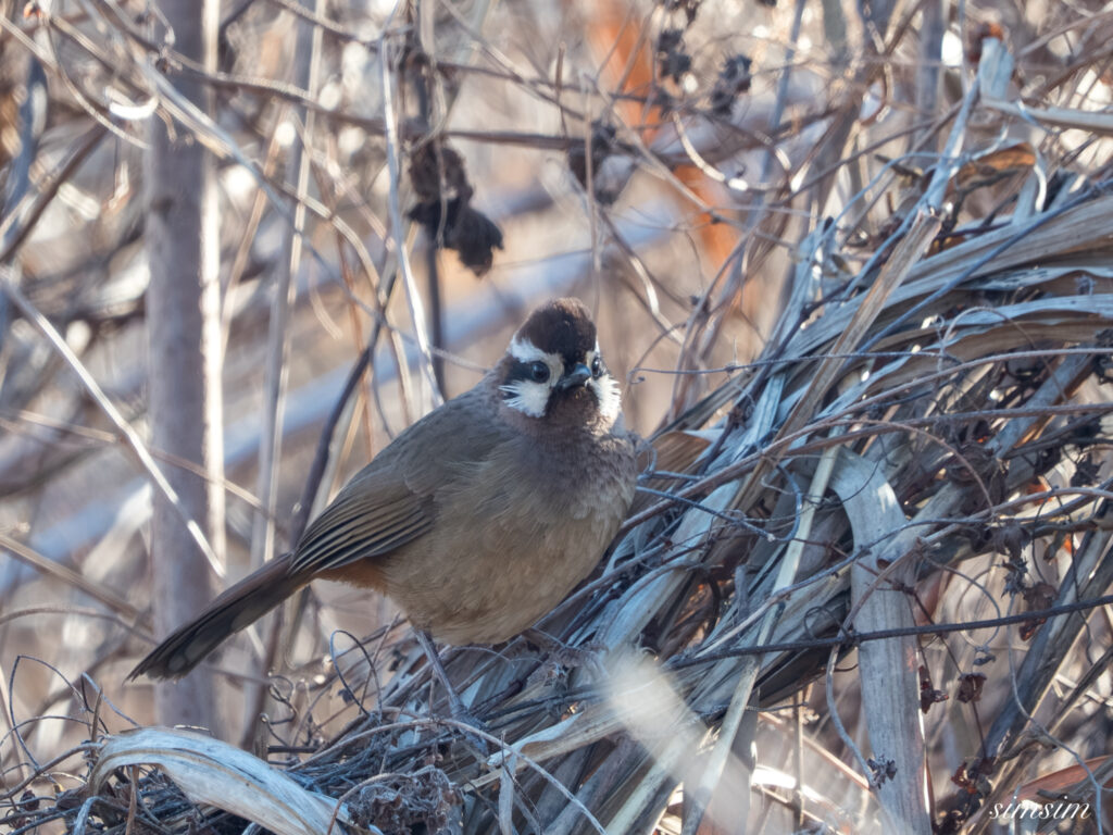 栃木　カオジロガビチョウ