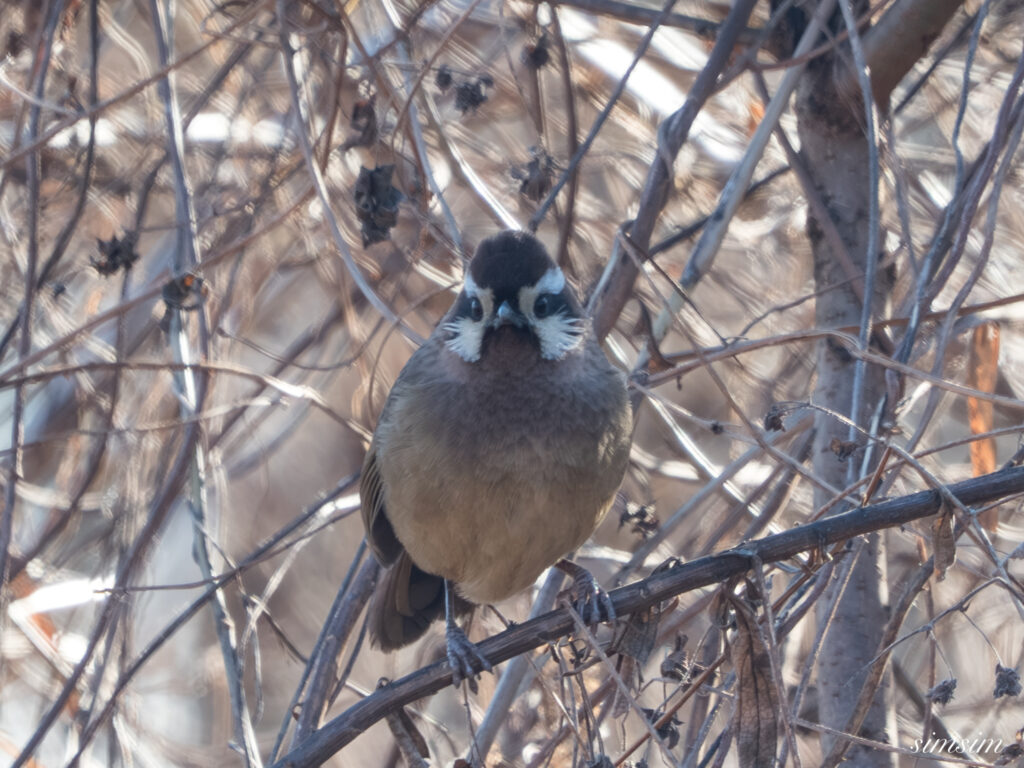 栃木　カオジロガビチョウ