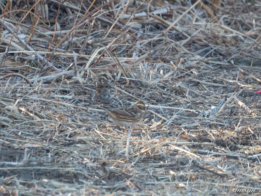 栃木　カシラダカ