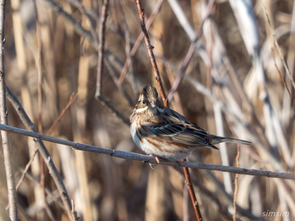 栃木　カシラダカ