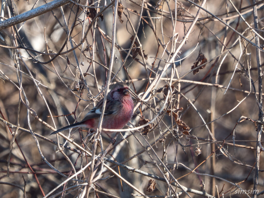 栃木　ベニマシコ