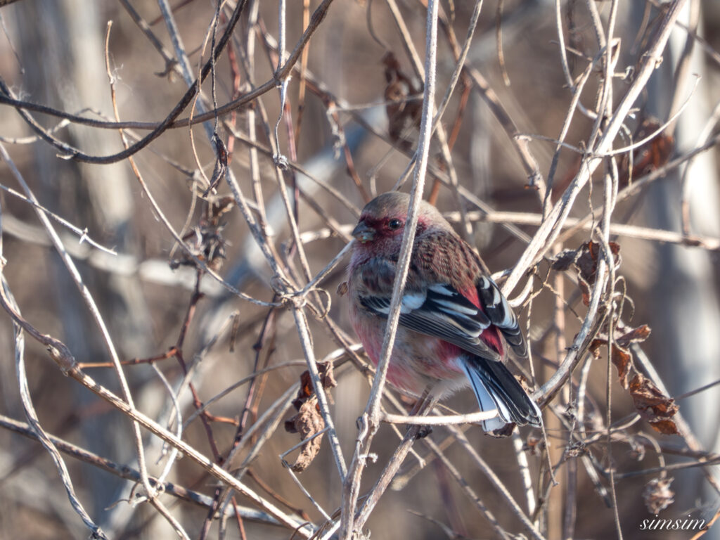 栃木　ベニマシコ