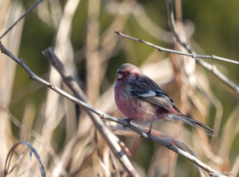 栃木 ベニマシコ