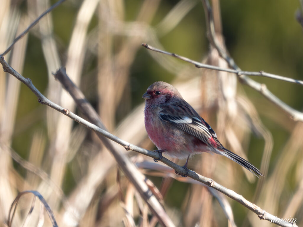栃木　ベニマシコ