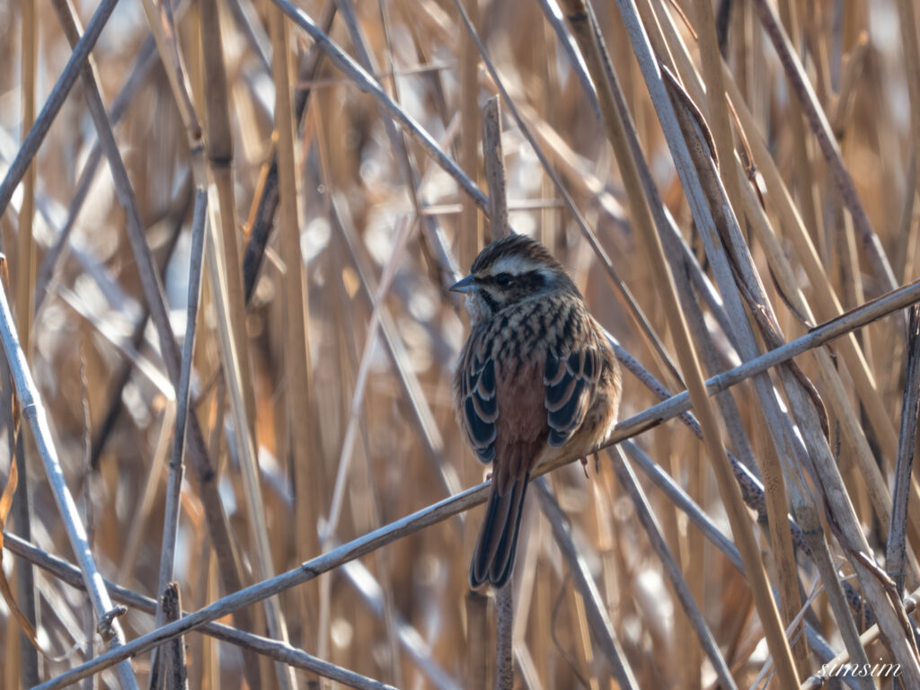 栃木　ホオジロ