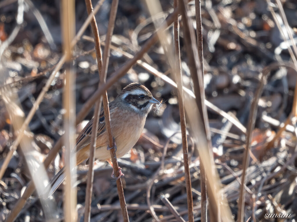 栃木　ホオジロ