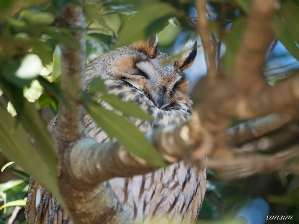 栃木　トラフズク