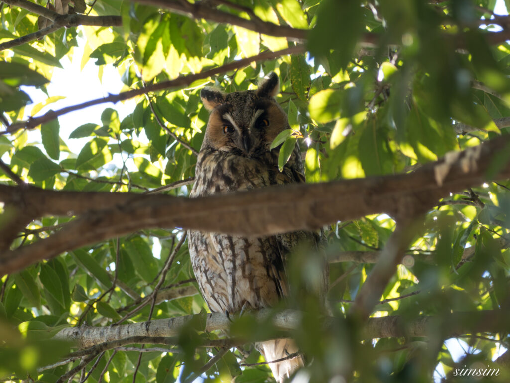 栃木　トラフズク