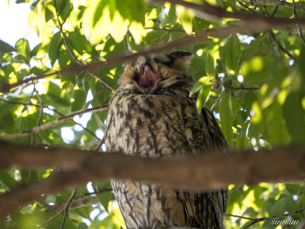 栃木　トラフズク