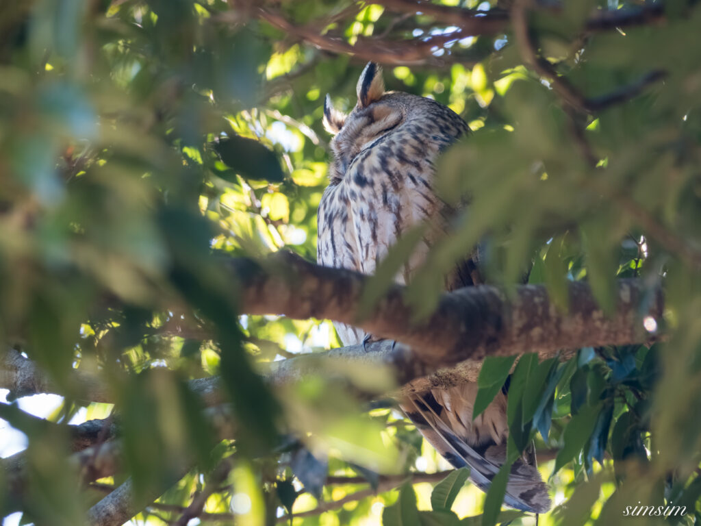 栃木　トラフズク