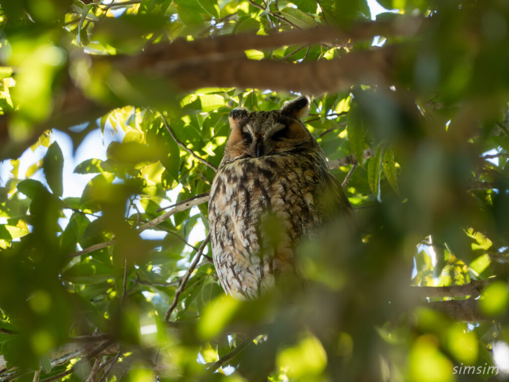 栃木　トラフズク