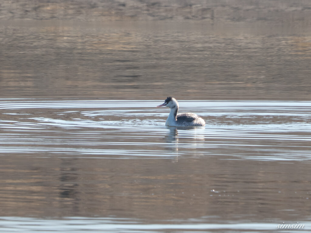 栃木　カンムリカイツブリ