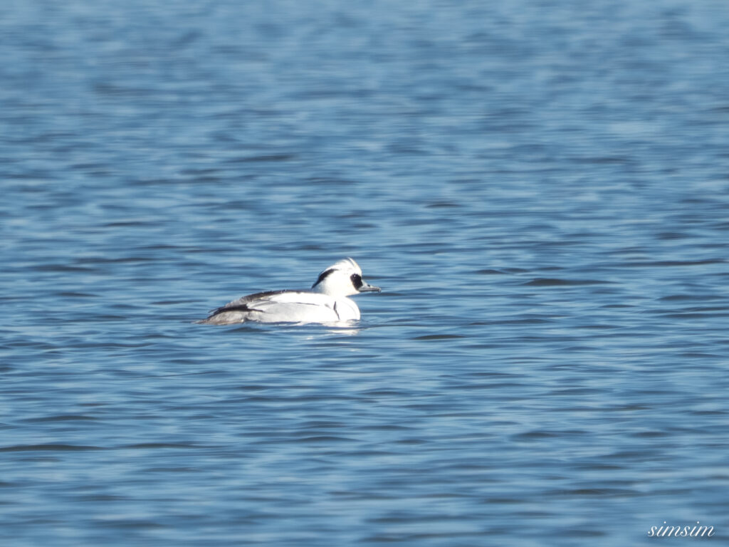 栃木　ミコアイサ