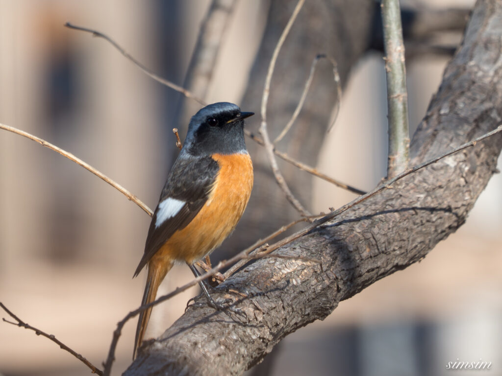 栃木　ジョウビタキ