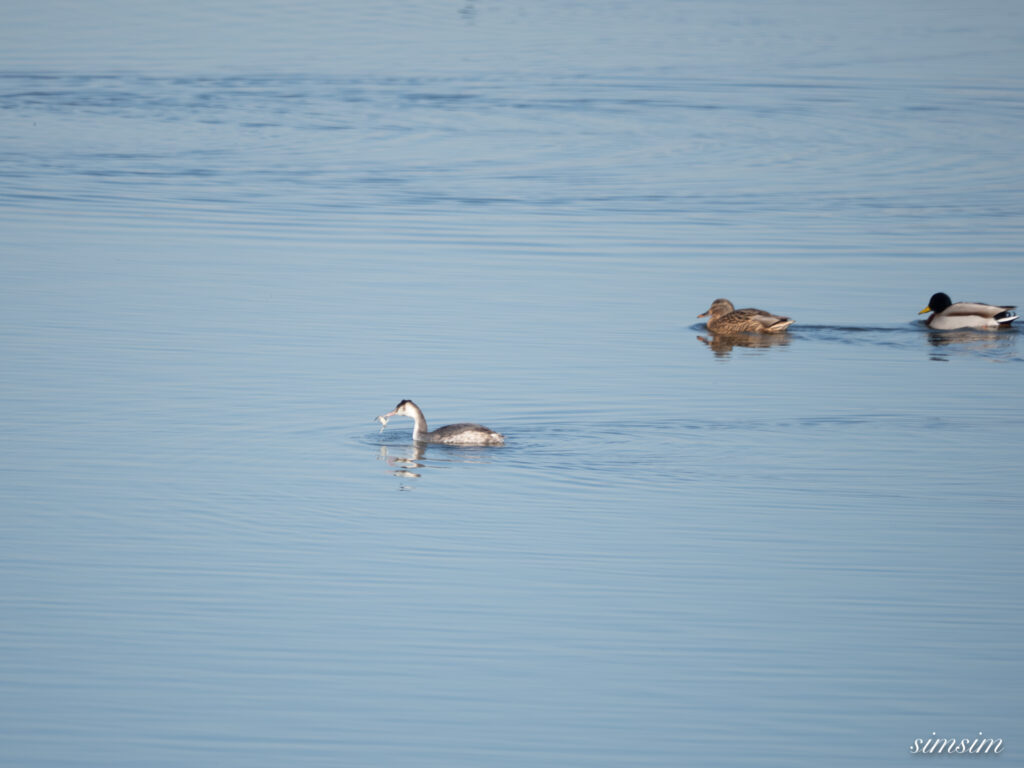 栃木　カンムリカイツブリ