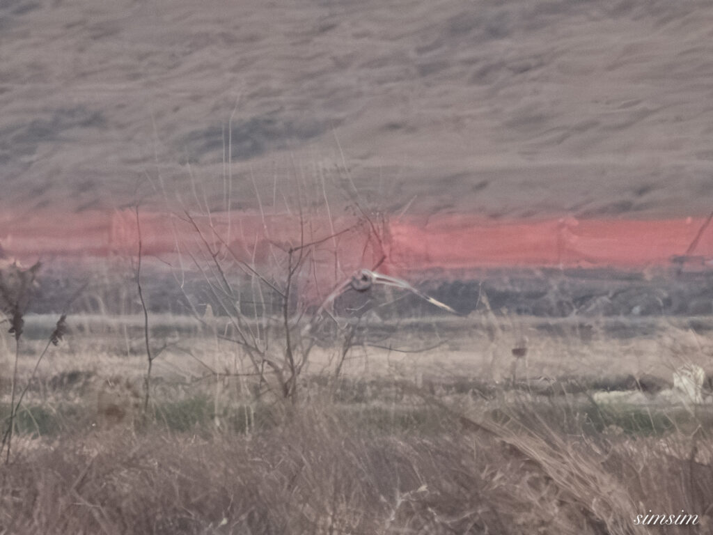 栃木　コミミズク