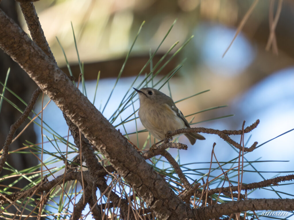 近所の公園　キクイタダキ