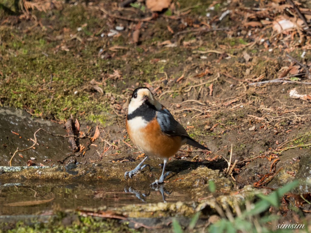 都内の公園の水場 ヤマガラ
