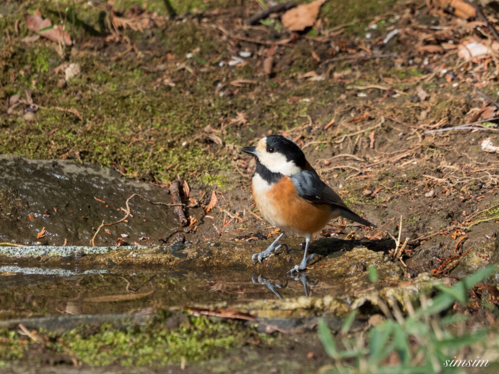 都内の公園の水場 ヤマガラ