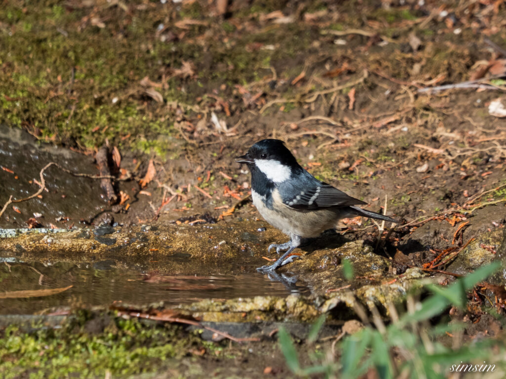 都内の公園の水場 ヒガラ