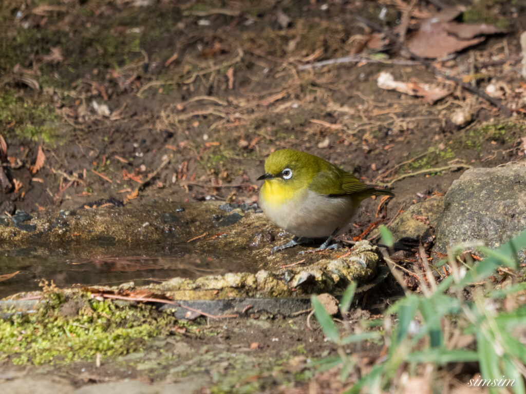 都内の公園の水場 メジロ