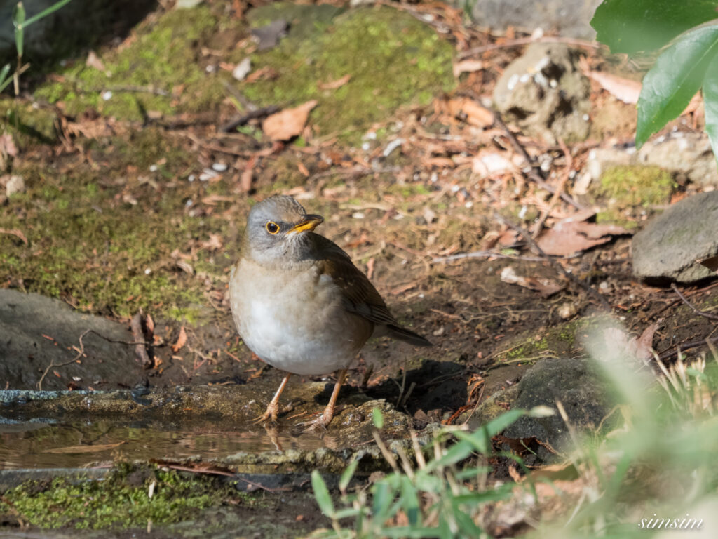 都内の公園の水場 シロハラ