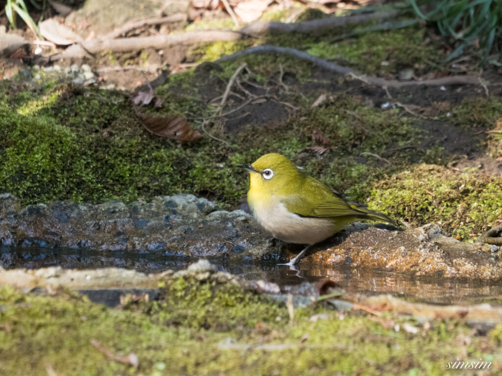 都内の公園の水場 メジロ