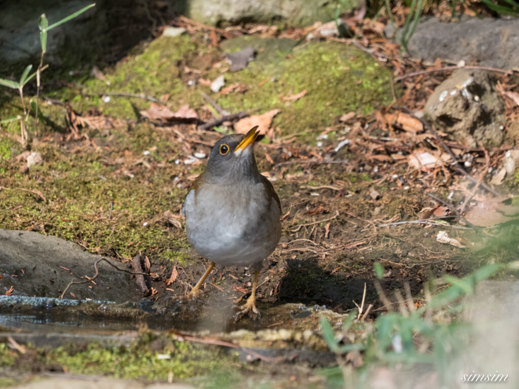 都内の公園の水場 シロハラ