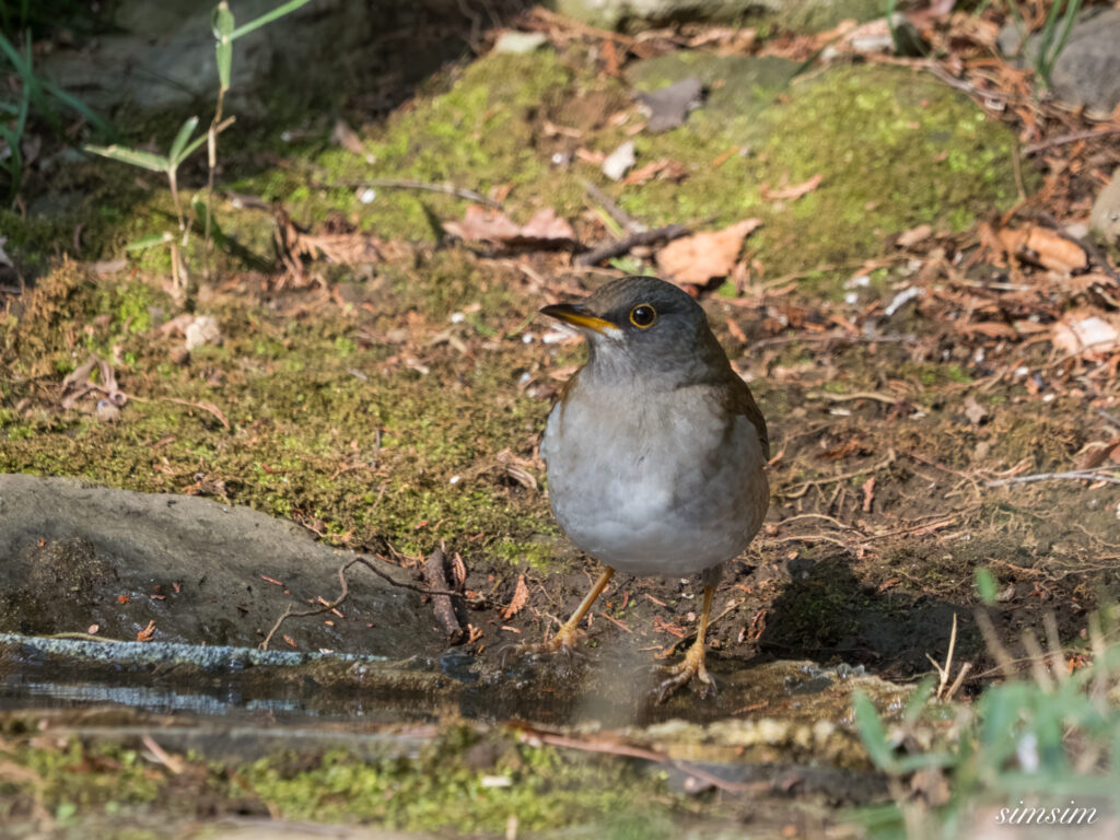 都内の公園の水場 シロハラ